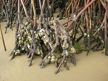 Mangroven mit Austern in Gambia