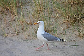 Möwe an der Nordsee