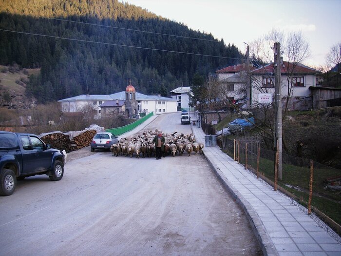 Schafherde auf einer Straße