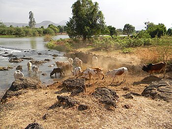 Viehhaltung in Äthiopien