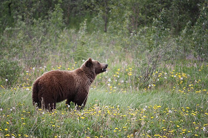 Grizzlybär in Alaska