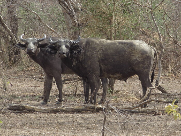 Büffel im Nationalpark Pendjari in Benin