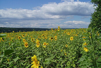 Sonnenblumenfeld in Moldawien