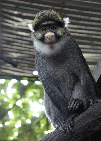 Nigeria-Blaumaulmeerkatze