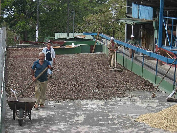 Kaffeebohnen trocknen in Panama