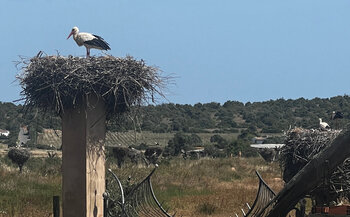 Störche in Portugal