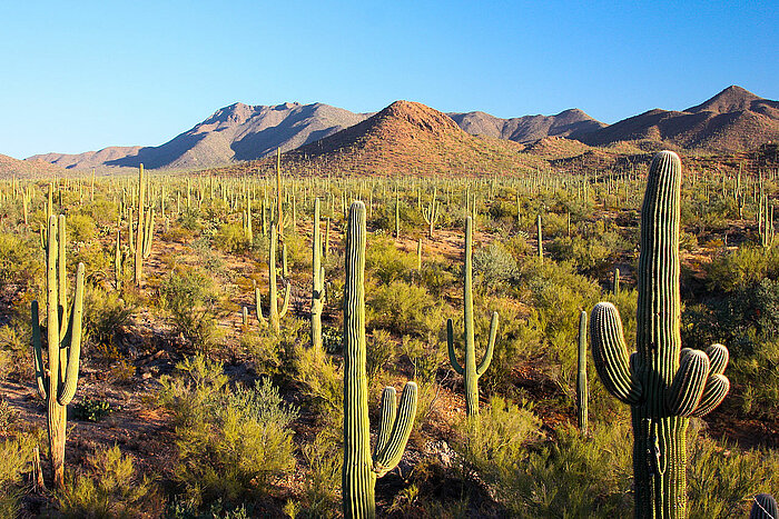 Kakteen im Saguaro-Nationalpark