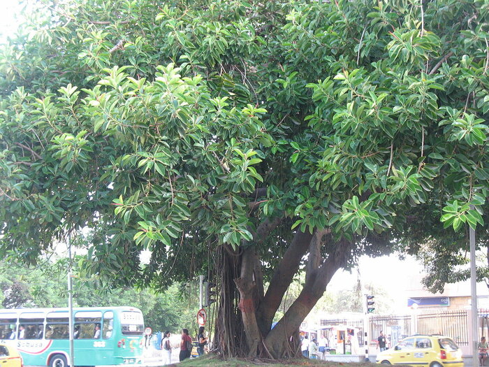 Breiapfelbaum