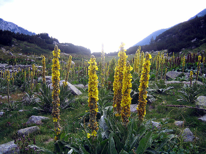 Großblütige Königskerzen im Pirin