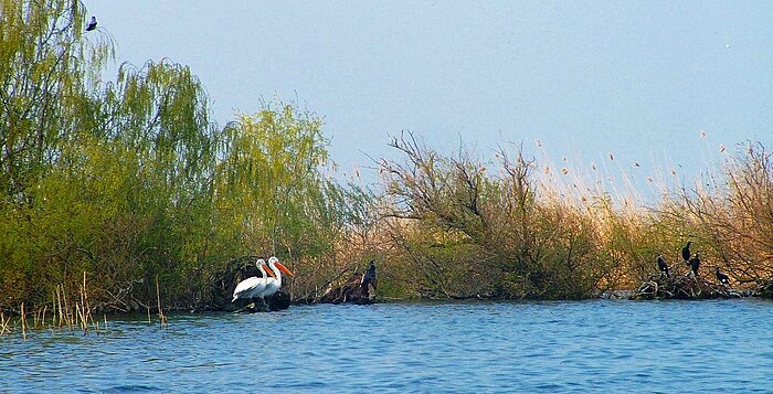 Krauskopfpelikane und Kormorane im Donaudelta