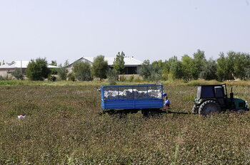 Baumwollernte in Usbekistan