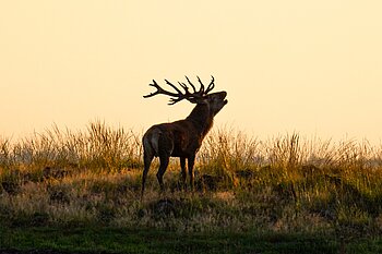 Rothirsch in der Eifel