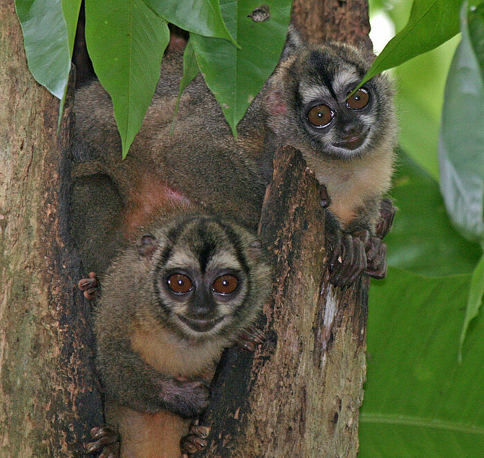 Nachtaffen in Panama