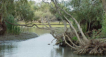 Donaudelta