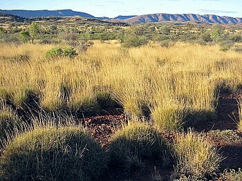 Stachelkopfgräser, Australien
