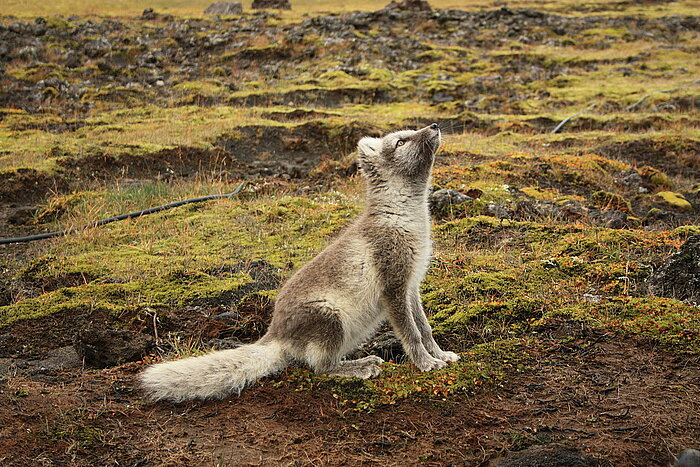 Junger Polarfuchs in Island