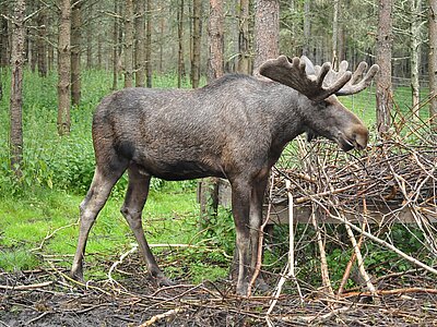 Natur in Schweden