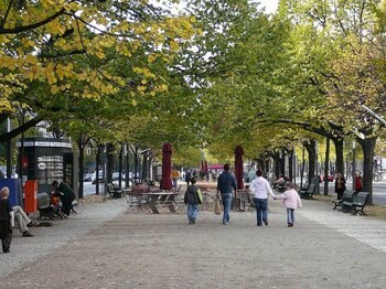 Straßenbäume Berlin