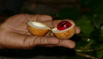 Muskatnuss Grenada Grenada Muskatnuss