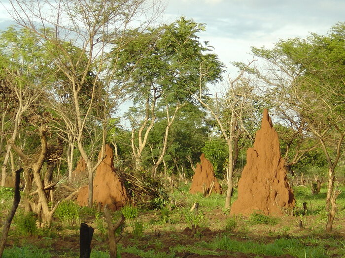 Termitenhügel in Guinea-Bissau