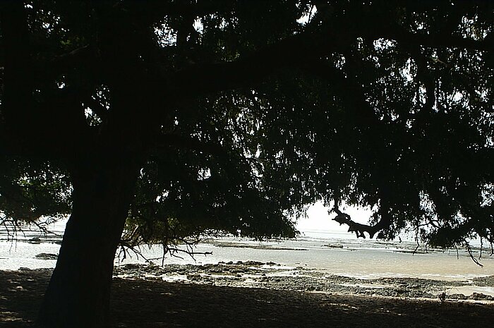 Strand in Guinea