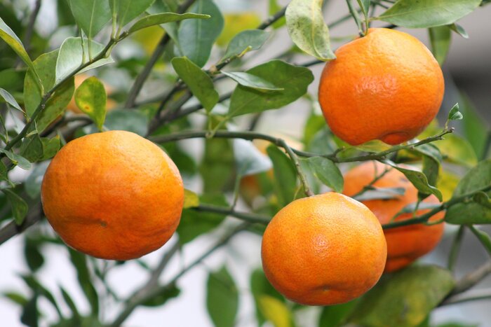 Orangen in Mexiko