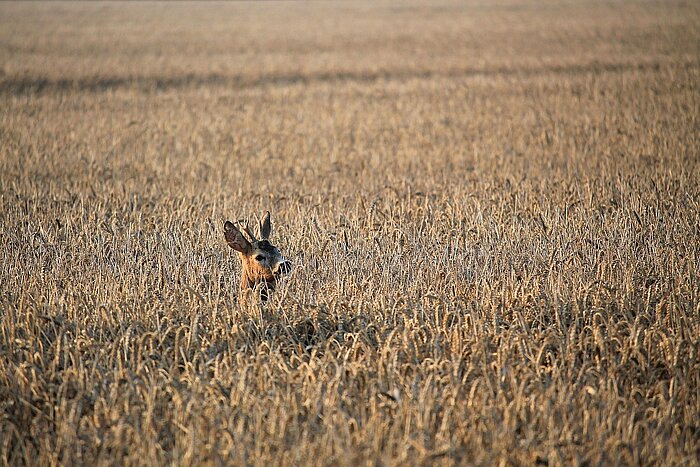 Reh im Feld