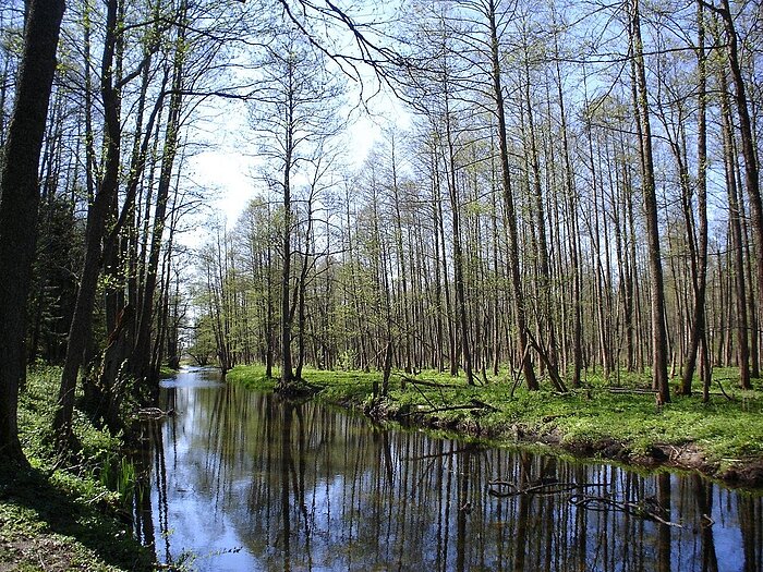 Białowieża-Urwald