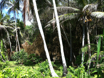 Palmen, Nauru
