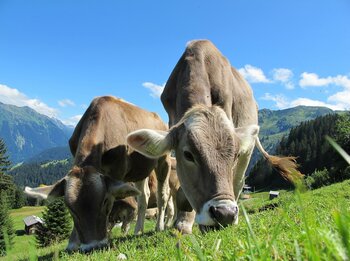 Landwirtschaft in Österreich: Kühe Österreich Landwirtschaft