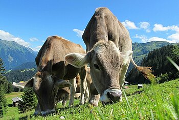 Österreichische Kühe