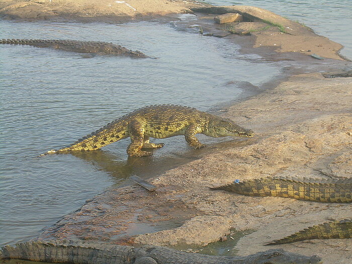 Nilkrokodil in der Elfenbeinküste