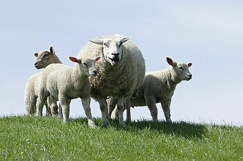 Schafe auf dem Deich in Mecklenburg-Vorpommern