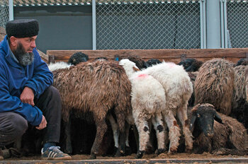 Turkmenischer Schafverkäufer