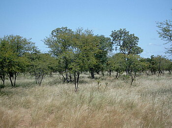 Savanne mit Akazien in Burkina Faso