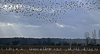 Welche Vögel gibt es in Mecklenburg-Vorpommern?