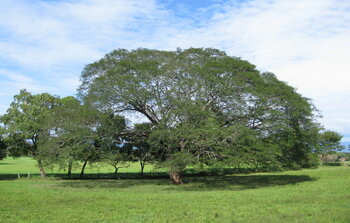 Guanacaste-Baum in Costa Rica