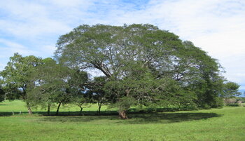 Guanacaste-Baum in Costa Rica