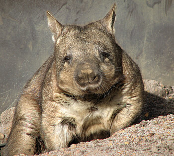 Haarnasenwombat