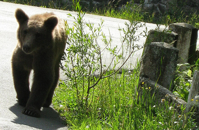 Braunbär in den Südkarpaten in Rumänien