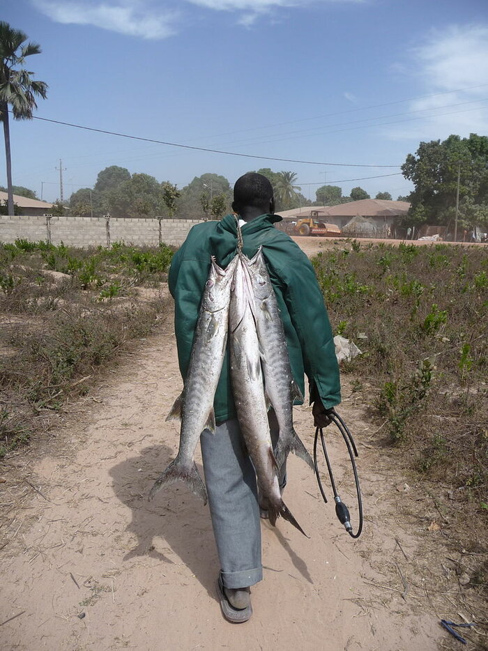 Erfolgreicher Fischfang im Senegal