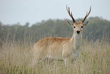 Uruguay Tiere