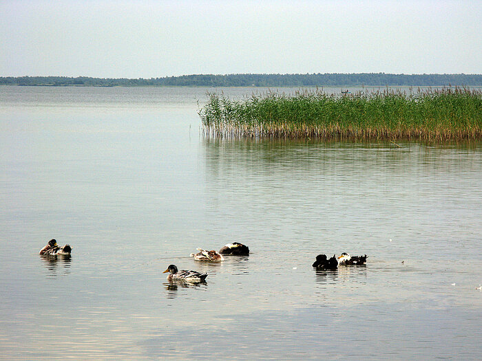 Enten im Nationalpark Schazk