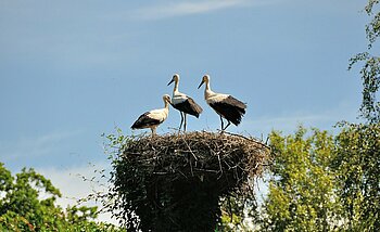 Weißstörche im Storchennest