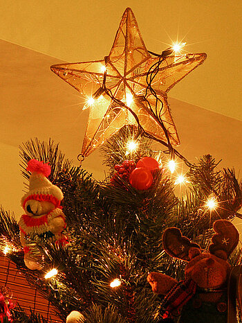 Weihnachtsbaum in Costa Rica