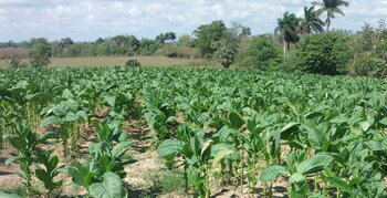 Tabakfeld in Kuba