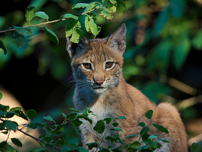 Junger Luchs in Georgien