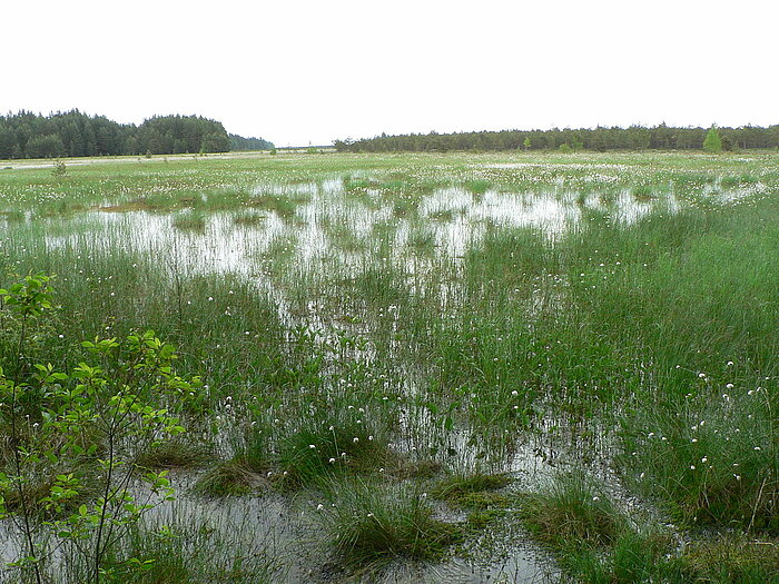 Pflanzen im Moor in Litauen