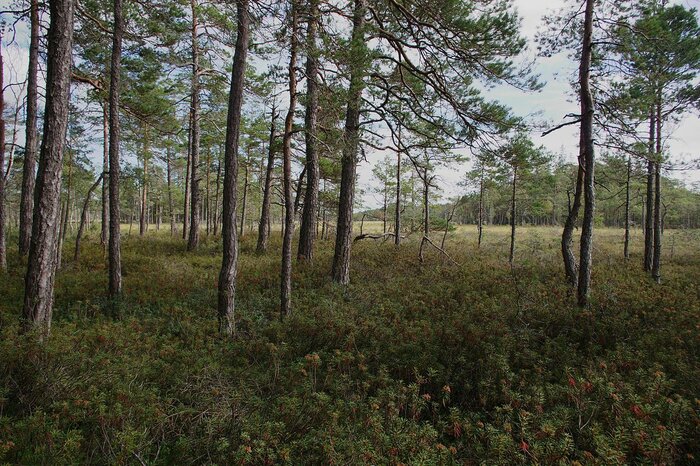 Naturreservat Fjällmossen bei Norrköping