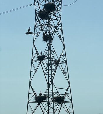 Portugal: Störche auf Strommasten Vögel in Portugal: Störche auf Strommast